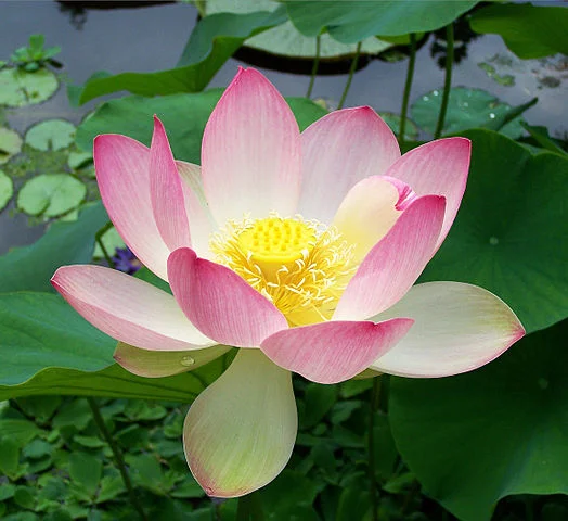 524px-sacred_lotus_nelumbo_nucifera