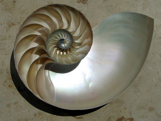 "NautilusCutawayLogarithmicSpiral" by Chris 73 / Wikimedia Commons. Licensed under CC BY-SA 3.0 via Wikimedia Commons - https://commons.wikimedia.org/wiki/File:NautilusCutawayLogarithmicSpiral.jpg#/media/File:NautilusCutawayLogarithmicSpiral.jpg