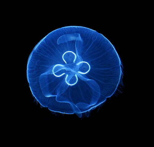 Aurelia aurita (Moon jellyfish)