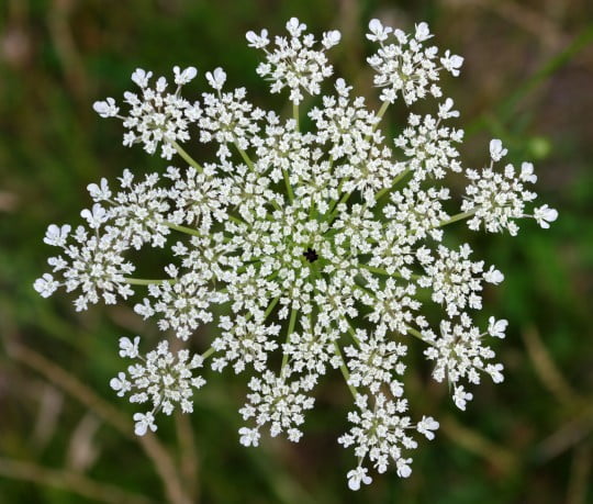 Photo of Queen Anne's Lace (Wild Carrot) courtesy of Wikipedia; By Christian Fischer, CC BY-SA 3.0, https://commons.wikimedia.org