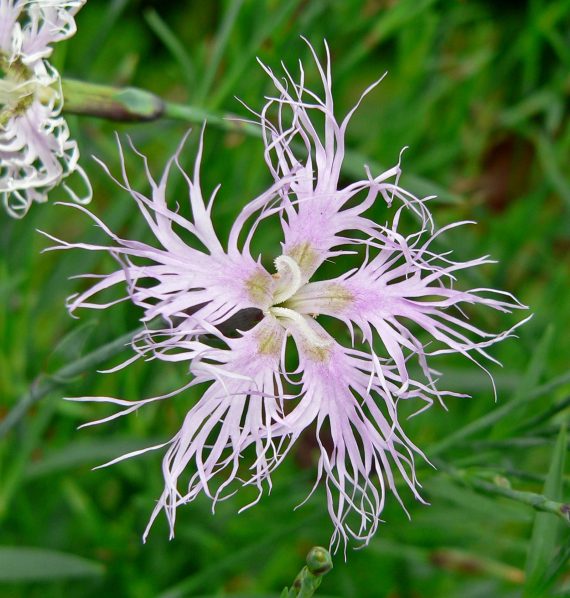 Dianthus superbus. By Stan Shebs, CC BY-SA 3.0