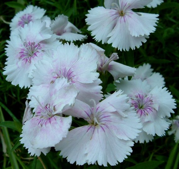 White cultivar of Dianthus barbatus, By Hedwig Storch - Own work, CC BY-SA 3.0