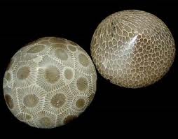 Oskie - petoskey stones