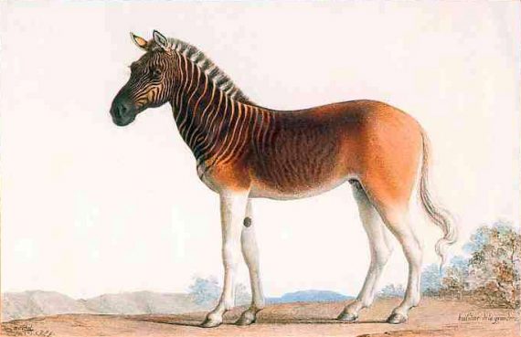Painting of a Quagga stallion in Louis XVI's menagerie at Versailles by Nicolas Maréchal, 1793. 