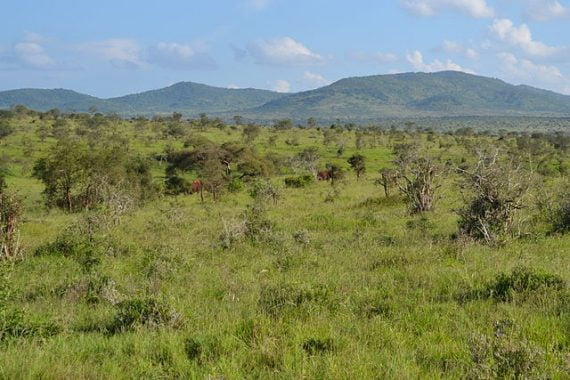 Acacia savanna, Taita Hills Wildlife Sanctuary, Kenya. By Christopher T Cooper, CC BY 3.0