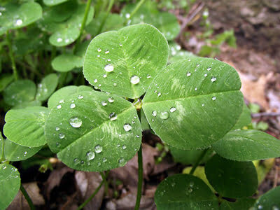 My the luck of the Irish be with you always! ... The shamrock refers to the young sprigs of clover or trefoil. It is known as a symbol of Ireland, with St. Patrick having used it as a metaphor for the Christian Trinity, according to legend. The name shamrock is derived from Irish seamróg, which is the diminutive version of the Irish word for clover (seamair) meaning simply "little clover" or "young clover".