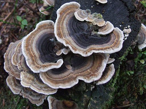 Trametes_versicolor_turkey-tail-mushroom
