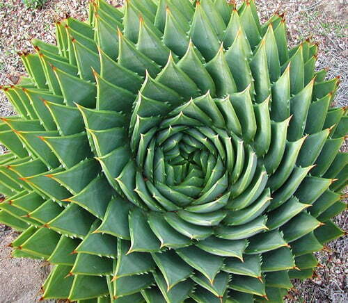 Aloe plant 