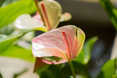 Anthurium by Willy Pomares