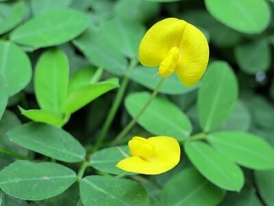 peanut plant (Arachis hypogaea)