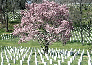 Arlington National Cemetery