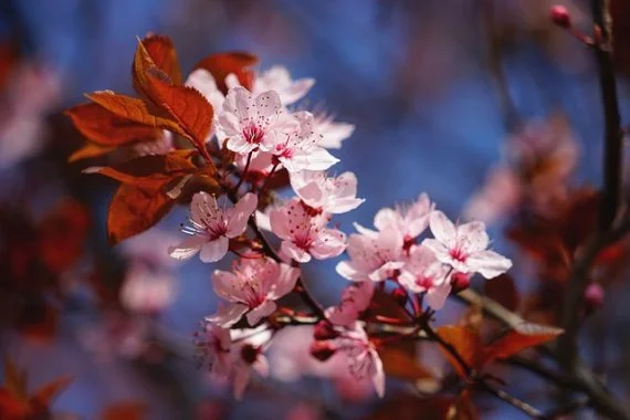 Cherry Blossoms in Spring