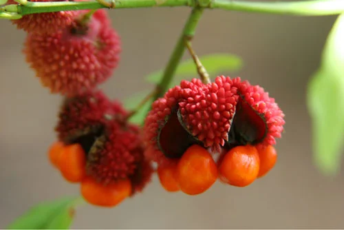 Euonymus americanus