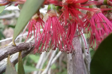 Anne Marks' photo of Ficafolia (Eucalyptus) blooms