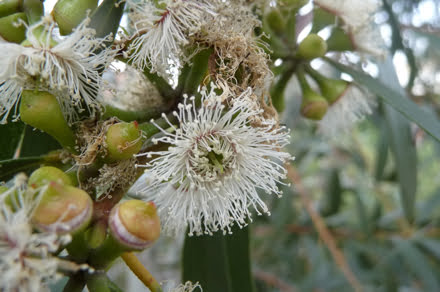 Anne Marks' photo of Ficafolia (Eucalyptus) blooms