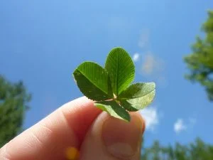 File:4-leaf clover.JPG - Wikipedia