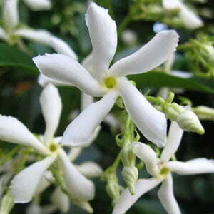 Star Jasmine Plant