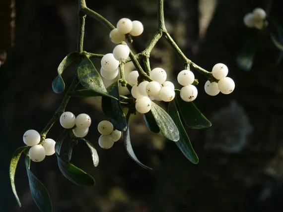 mistletoe-berries