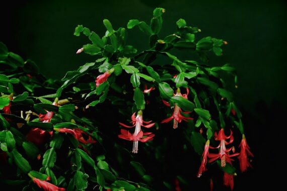 Schlumbergera - Christmas Cactus
