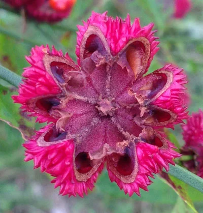 Open red pod
