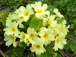 Primula vulgaris - Wikipedia