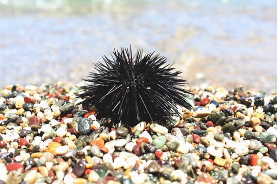 Sea Urchin image by Alex Sky on Pixabay