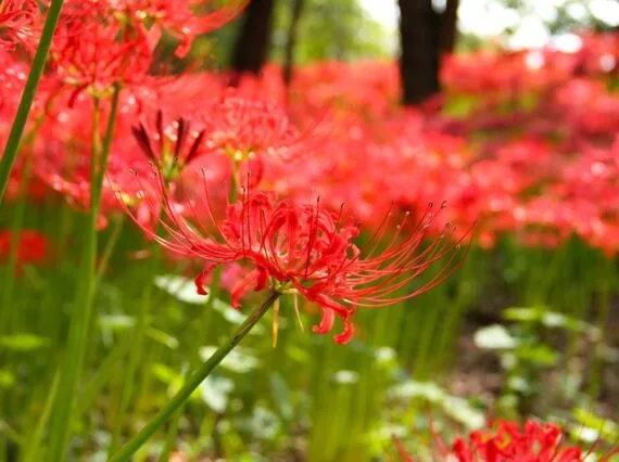 Manju Shaka (cluster amaryllis/spider lily)