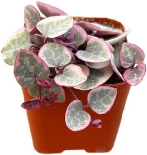 String of Hearts plant on Amazon